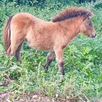 Mini pony