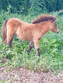Mini pony
