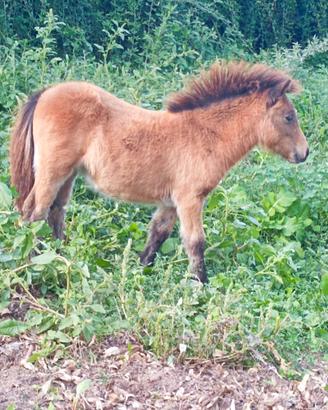 Mini pony
