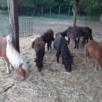 Mini pony shetland