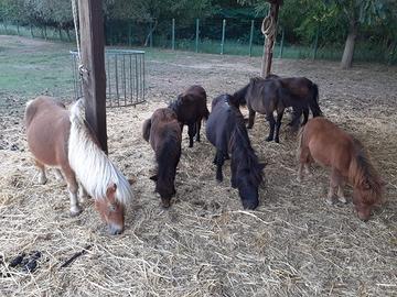 Mini pony shetland