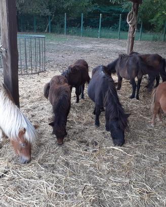 Mini pony shetland