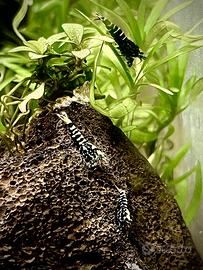 Caridina Logemanni
