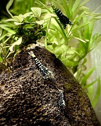 Caridina Logemanni