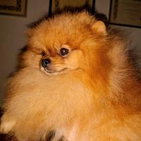 Spitz Pomeranian nano, 1kg 750gr
