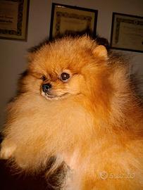 Spitz Pomeranian nano, 1kg 750gr