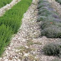 Terreno Agricolo - Fermo