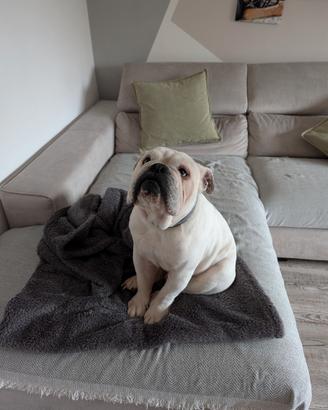 Bulldog inglese disponibile per monta