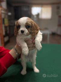 Cavalier King con Pedigree ENCI
