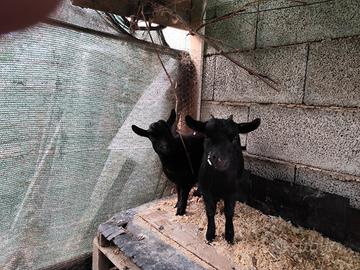 Copia capre tibetane