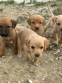 Cuccioli di segugio maremmano