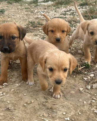 Cuccioli di segugio maremmano