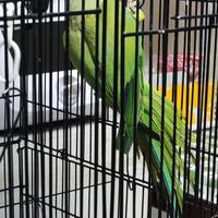 Parrocchetto dal collare