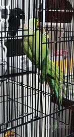 Parrocchetto dal collare