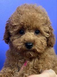 Barbone toy