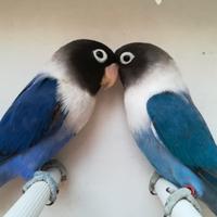 Coppia insep mascherato cobalto x cobalto viola