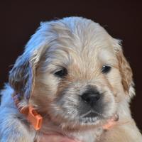 GOLDEN RETRIEVER cuccioli