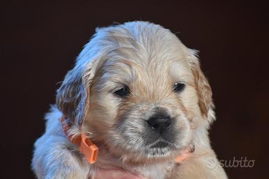 GOLDEN RETRIEVER cuccioli