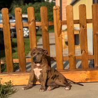 Cuccioli American Bully XXL