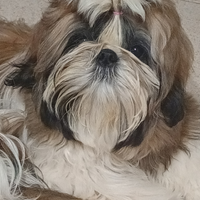 Cuccioli shih-tzu nati 27 giugno