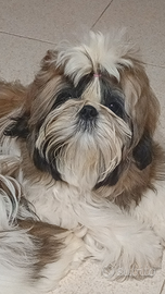 Cuccioli shih-tzu nati 27 giugno
