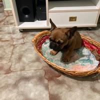 Cucciolo bouledogue Francesco
