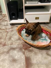 Cucciolo bouledogue Francesco