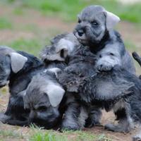 Cucciolo schnauzer nano pedigree alta genealogia