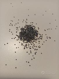 papavero da oppio semi