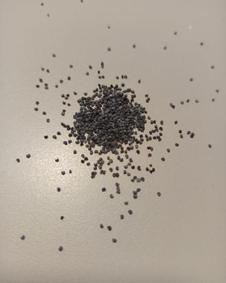 papavero da oppio semi
