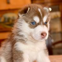 Cuccioli di Siberian Husky