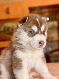 Cuccioli di Siberian Husky