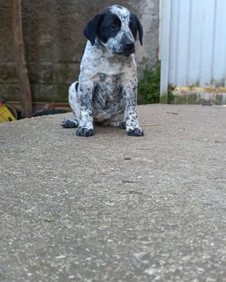 Cane metticcio