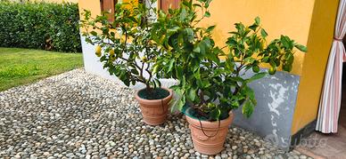 Piante di limoni