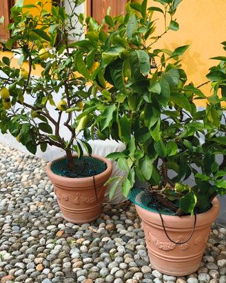 Piante di limoni
