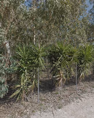 Terreno recintato a Porto Cesareo