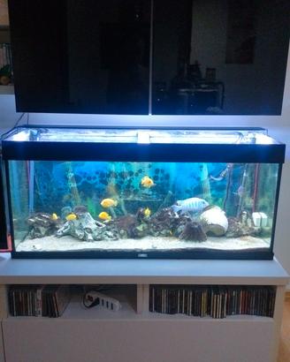 Acquario juwell 240litri