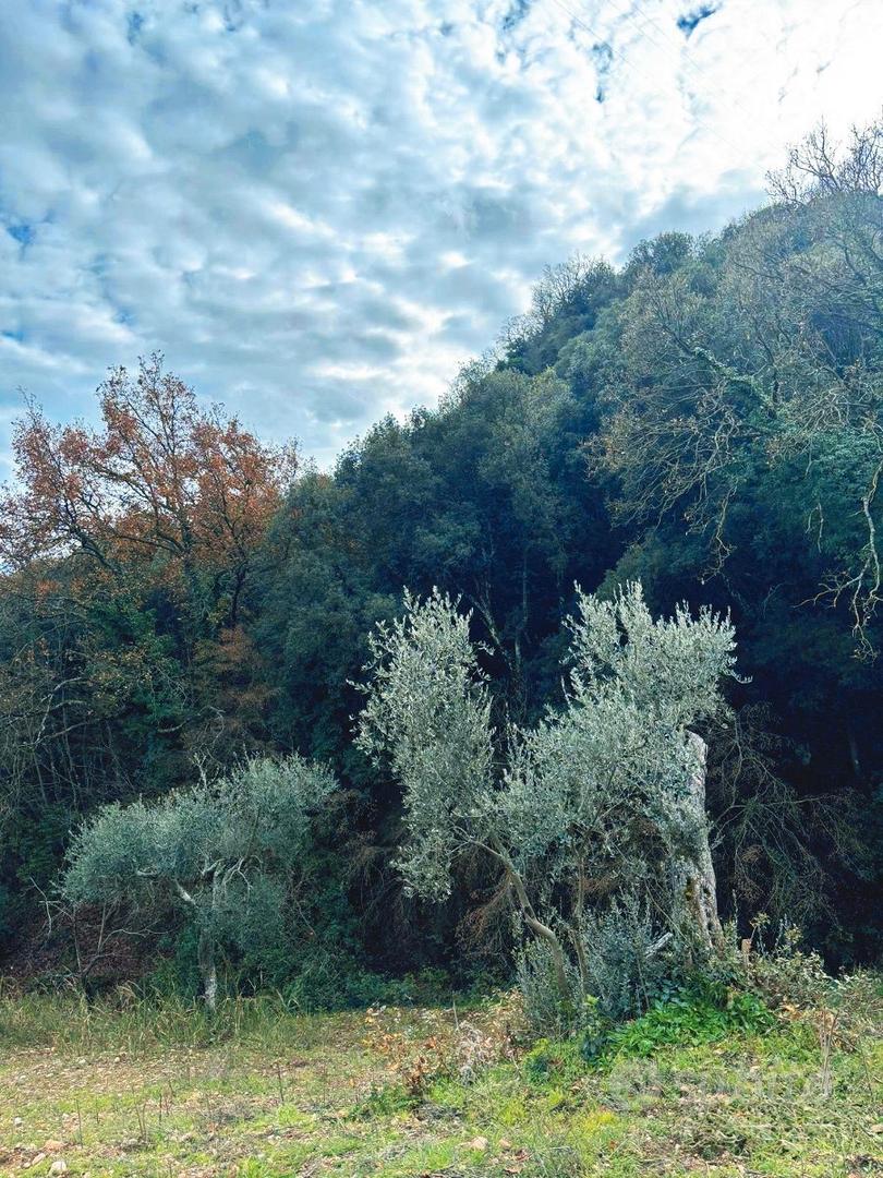 Terreno Agricolo con Ulivi e Rudere edificabile - Vista 3