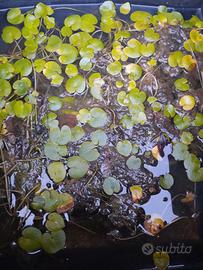 HYDROCHARIS MORSUS-RANAE, piante acquatiche