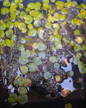 HYDROCHARIS MORSUS-RANAE, piante acquatiche