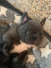 Bulldog francese
