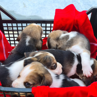 Beagle