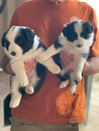 Border collie con pedigree