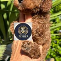 Barboncini Toy/mini e nani piccoli Red pronti