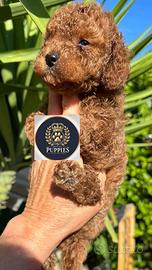 Barboncini Toy/mini e nani piccoli Red pronti