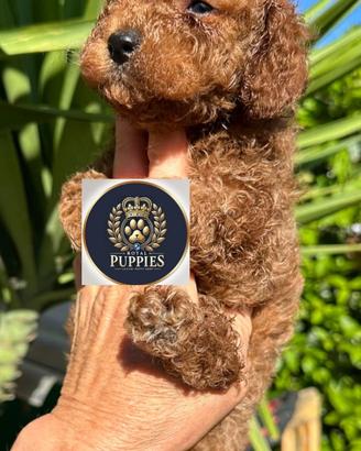 Barboncini Toy/mini e nani piccoli Red pronti