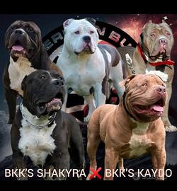 Cuccioli american bully xxl