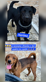 Nerina taglia piccola aspetta una mamma d'amare