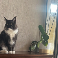 Maine coon x monta