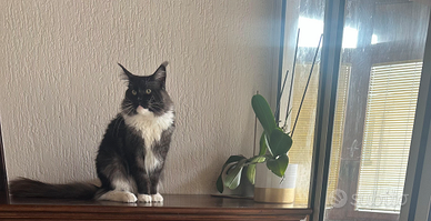Maine coon x monta